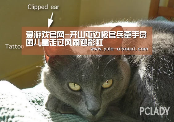 爱游戏官方入口